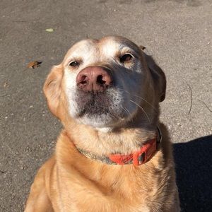 Meet your Posher, Rowan